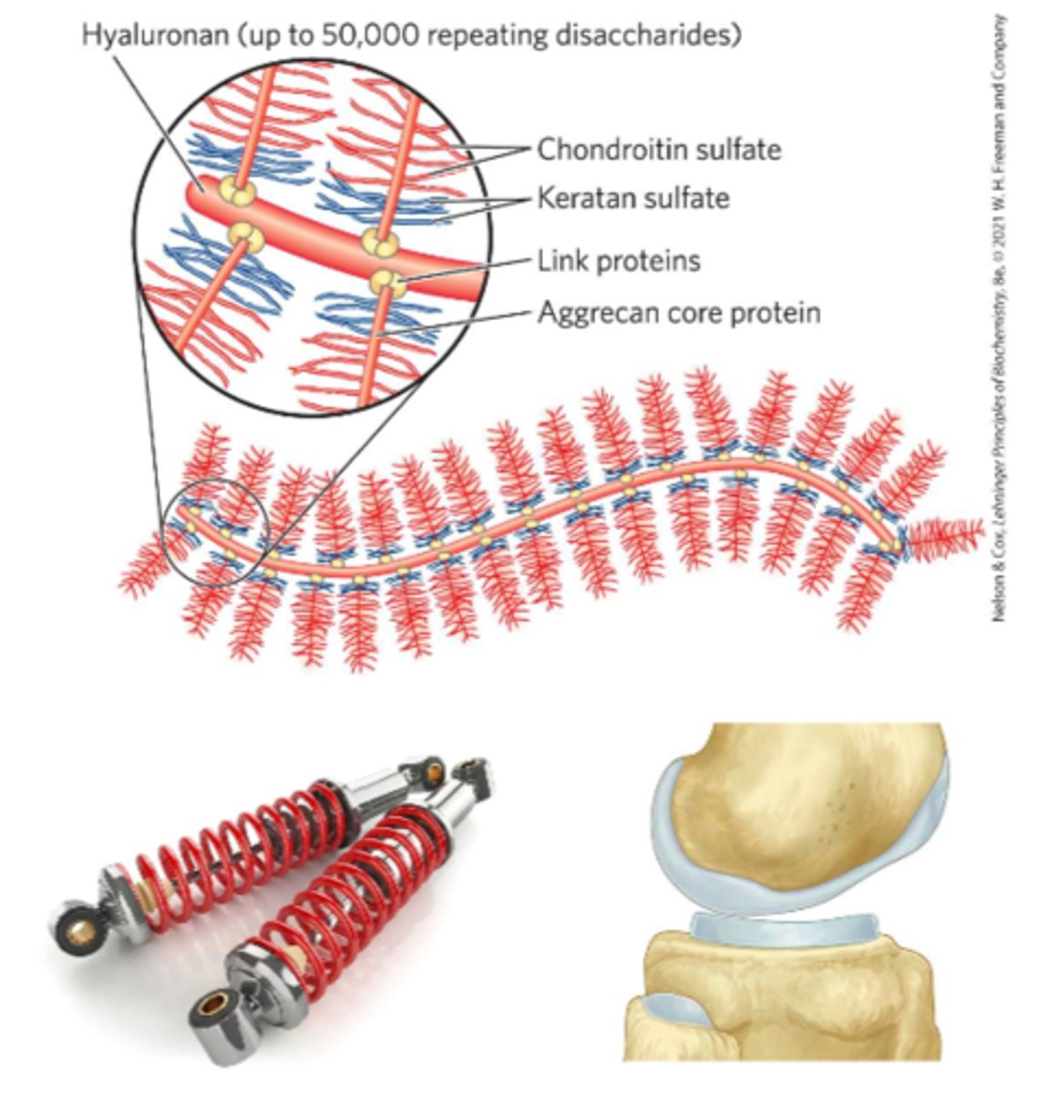 <p>Supramolecular assemblies of many proteins bound tr a single molecule of <strong>hyaluronan</strong></p><p>-Aggrecan interacts strongly with collagen on the ECM of <strong>cartilage</strong></p>