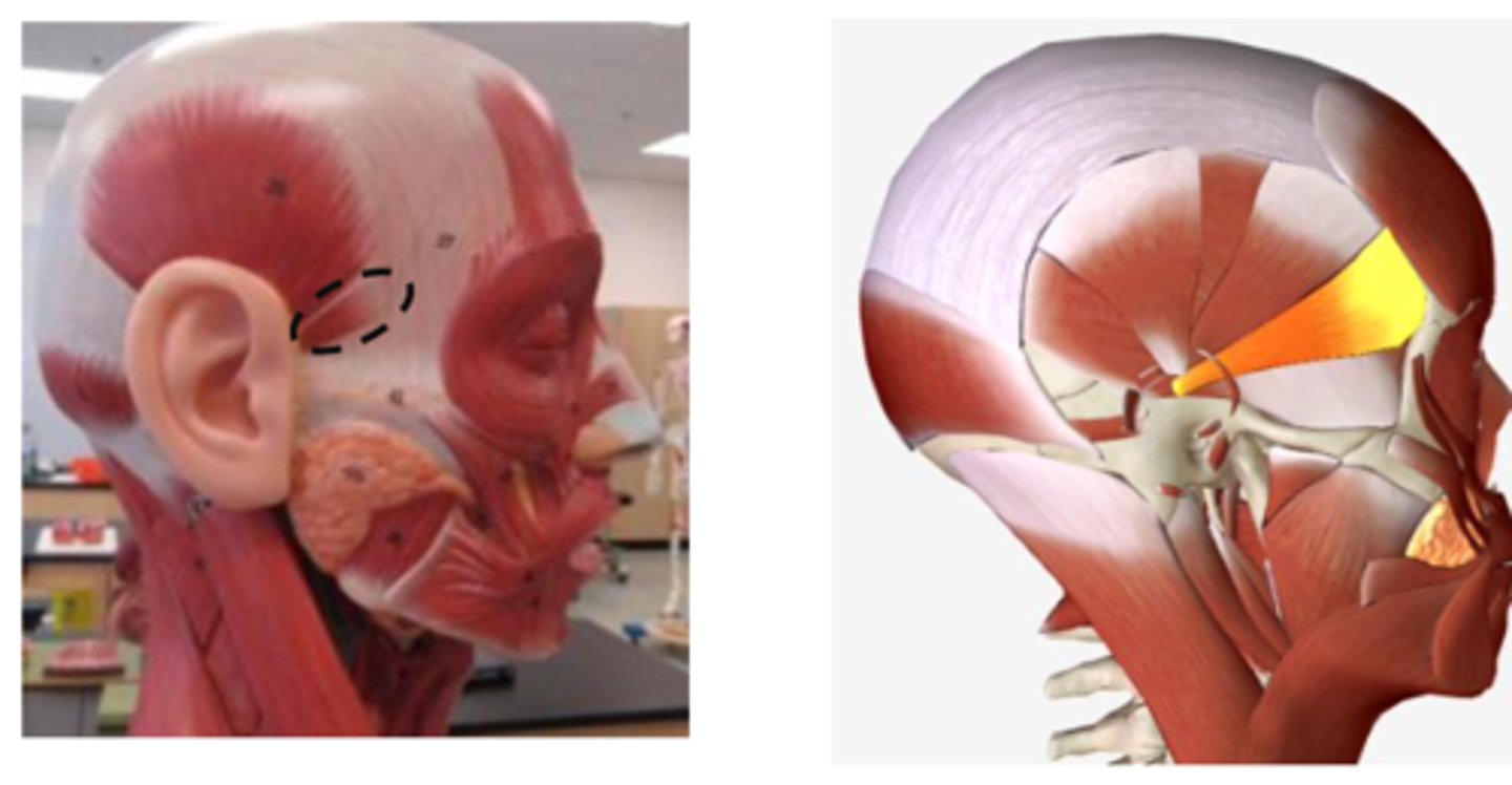<p>39 muscle infront of the ear (anterior to 39)</p>