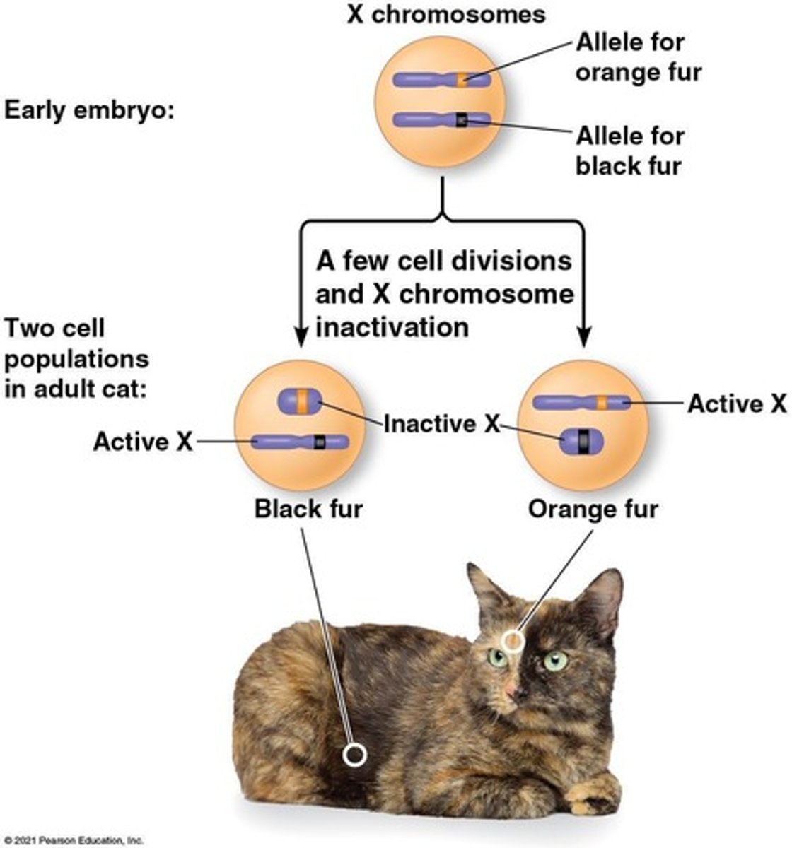 <p>One of the two X chromosomes is randomly inactivated and condenses into a Barr body.</p>