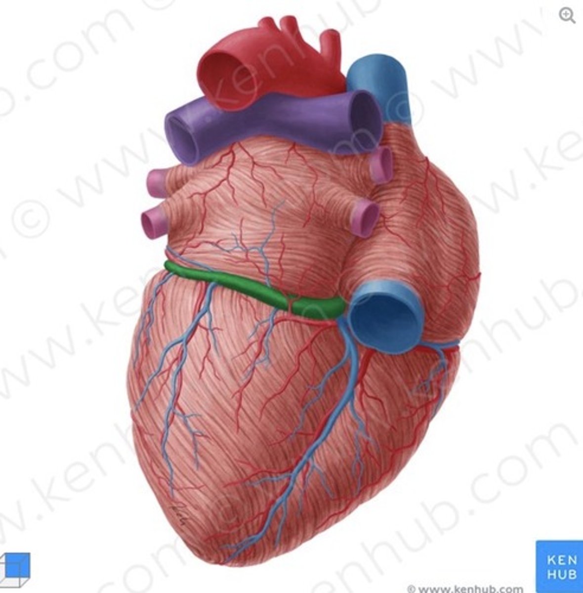 <p>(superficial view)</p>