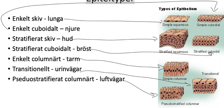 <p>Skivepitel – squama – fjäll; Cuboidal – κύβος – kub; Column – columna – pelare; Transitional – trānsitiō – gå vidare</p>