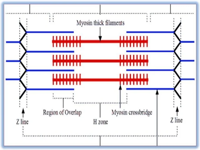 <p>“disappears” during muscle contraction</p>