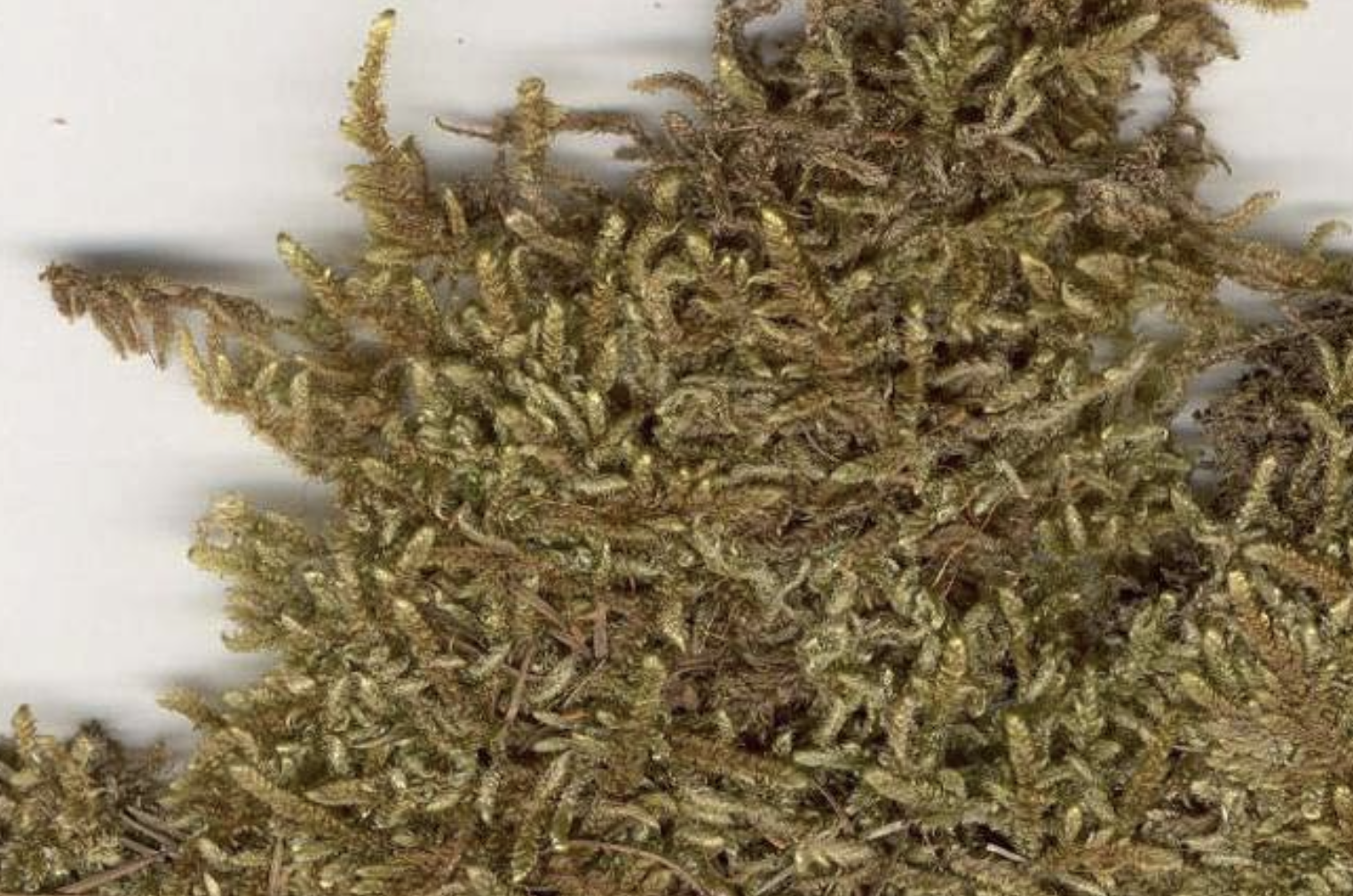 <p>Hypnum cupressiforme</p>