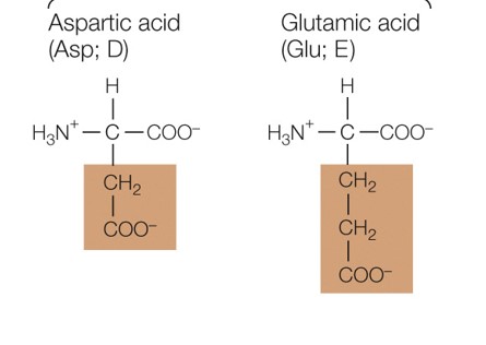 Which amino acid group are these a part of
