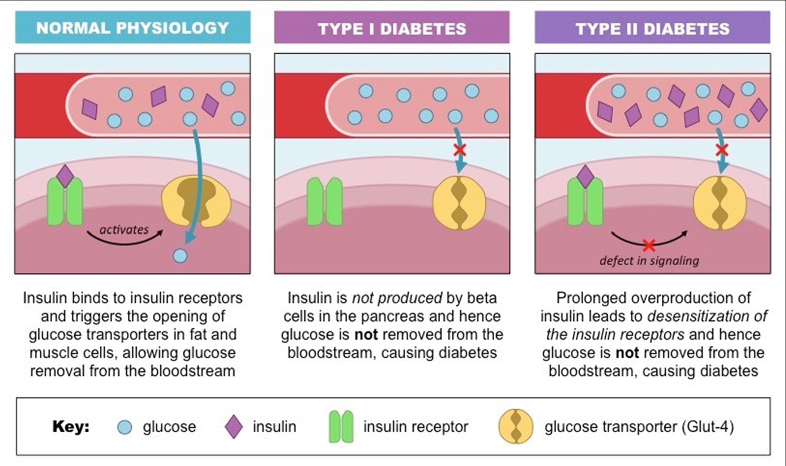 <ul><li><p><span>Insulin is the key to cells</span></p></li><li><p><span>The receptor is the lock</span></p></li><li><p><span>Type I diabetes – there is no key (insulin)</span></p></li><li><p><span>Type II diabetes – the lock changes shape, insulin/key cannot open it</span></p></li><li><p><span>NET RESULT OF BOTH IS NO GLUCOSE ENTERS THE CELLS &gt; high blood sugar levels</span></p></li></ul><p></p>