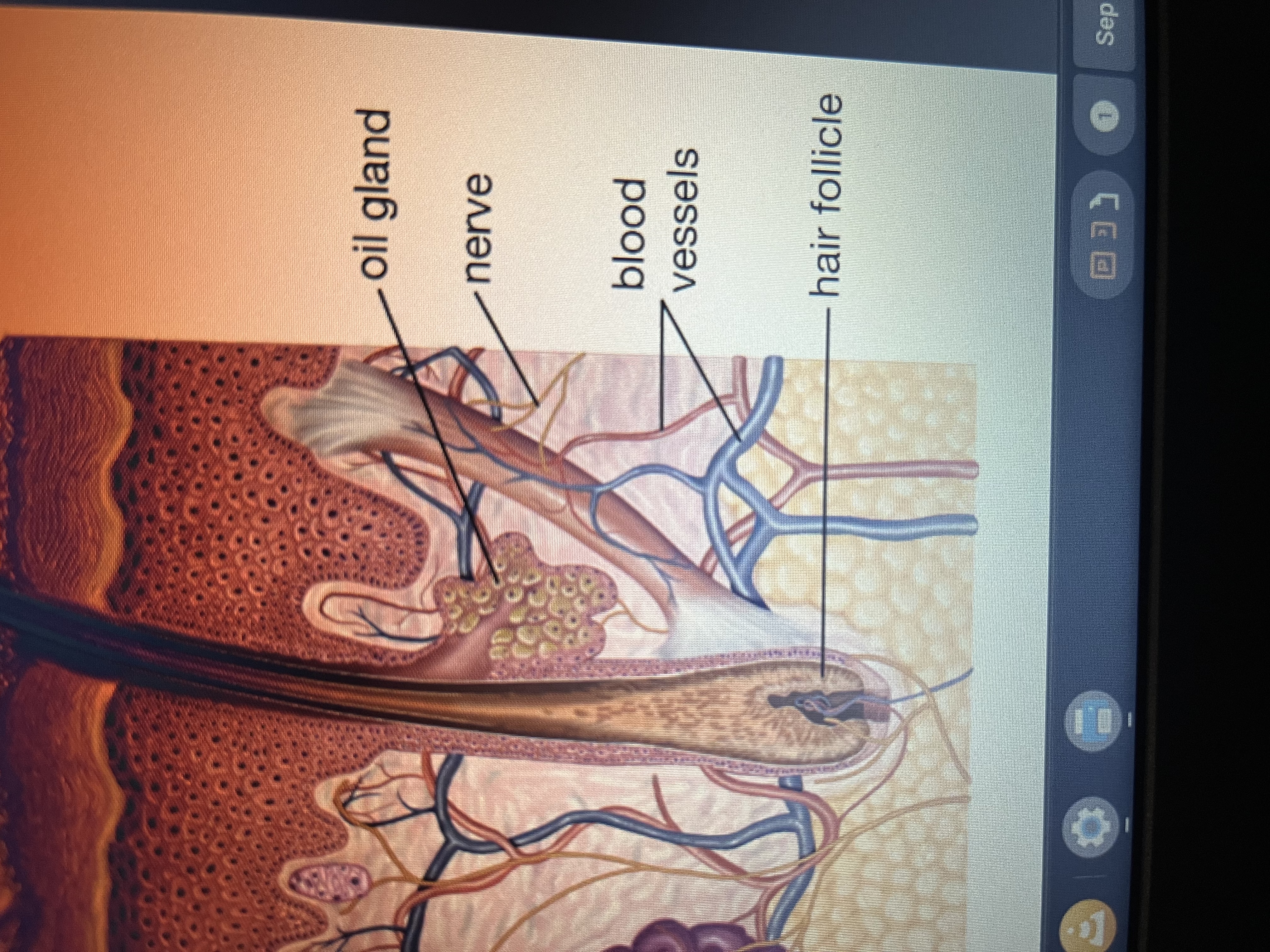 <p>Gland that secretes sebum to lubricate hair and skin.</p>