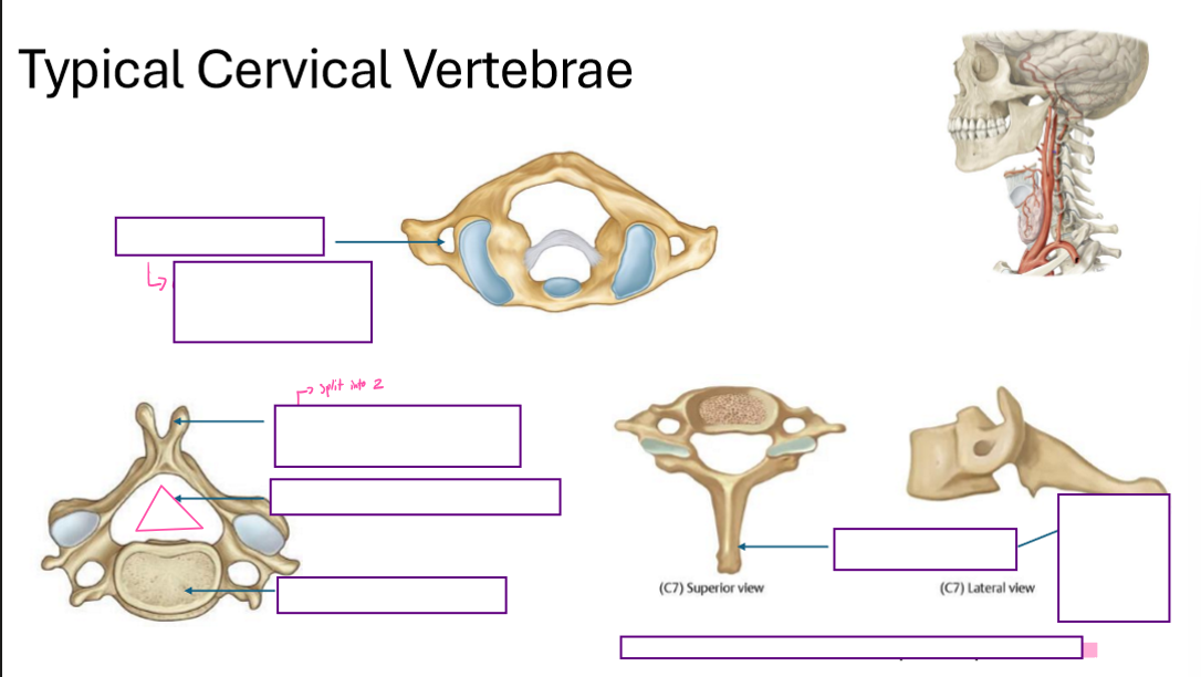 <p>Describe the Typical Cervical Vertebrae</p>