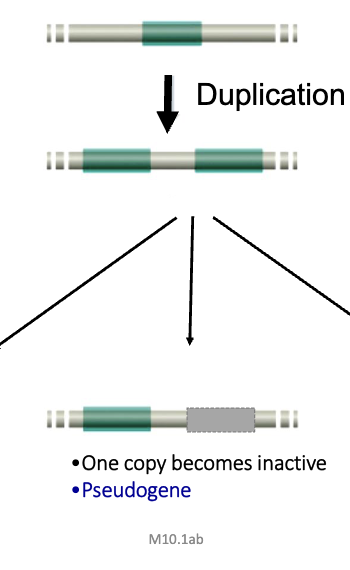<ul><li><p>one copy becomes inactive after duplication </p></li></ul><p></p>