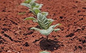 <p><span style="color: red"><strong>A crop produced for direct sale rather than for use by the grower; examples include tobacco and cotton. </strong></span></p>