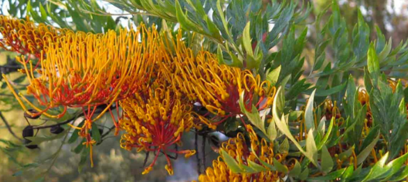 <p>Grevillea robusta</p>