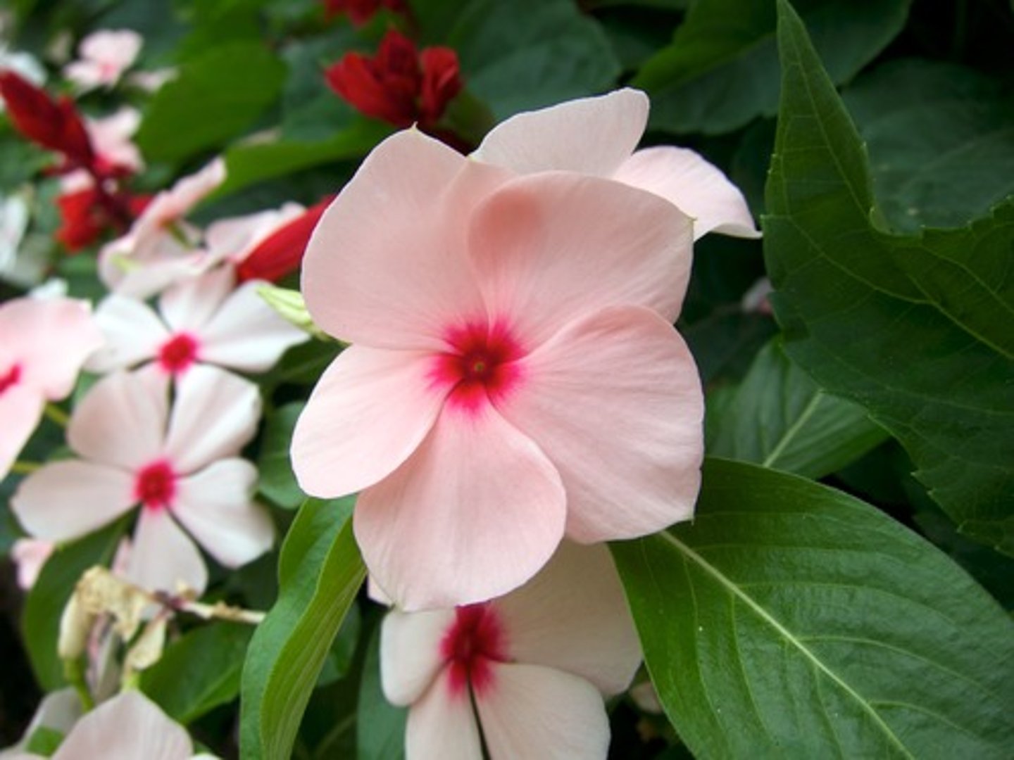 <p>What part of the flower is this? (Large light pink)</p>