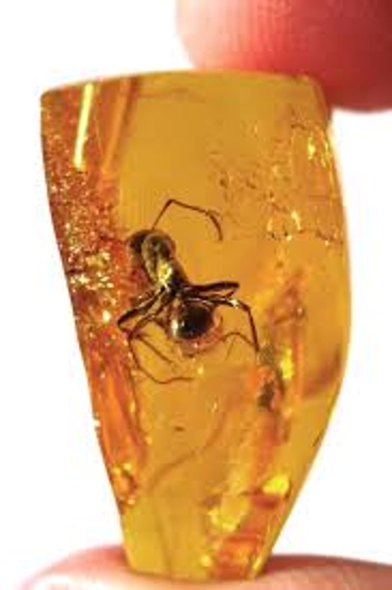 <p>a fossil resin from tree sap, usually a translucent, yellow-brown color, which may contain insects or other organisms<br><br>resina fósil de un árbol, por lo general es translúcido, de color marrón amarillento; puede contener insectos u otros organismos.</p>
