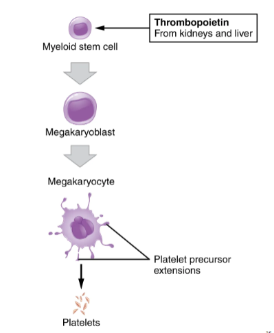 <p>what cells give rise to platelets?</p>