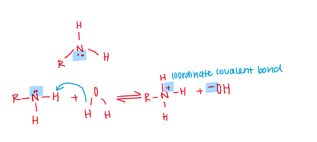 <p>Amines contains an nitrogen with a lone electron pair that can accept H+. </p><ul><li><p>Like with ammonia, the lone pair on the nitrogen atom of an amine can accept a proton to form an ammonium ion.</p></li><li><p>Amines are weak bases.</p></li></ul><p></p><p></p>