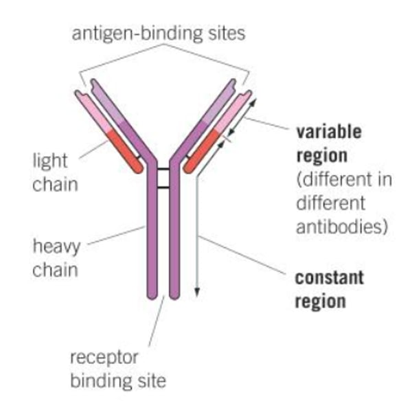 <p>• Antibodies are made of four polypeptide chains: two heavy chains and 2 light chains.<br>• Each chain has a variable region and a constant region. <br>• The variable regions have a shape which is complementary to a particular antigen and differ between antibodies. They form the antigen binding sites<br>• The constant regions allow binding to receptors on immune system cells (e.g. phagocytes) and are the same in all antibodies. <br>• Disulphide bridges hold the peptide chains together</p>