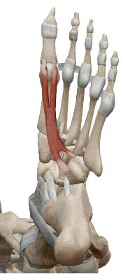 <p>Court fléchisseur de l’hallux (I)</p>