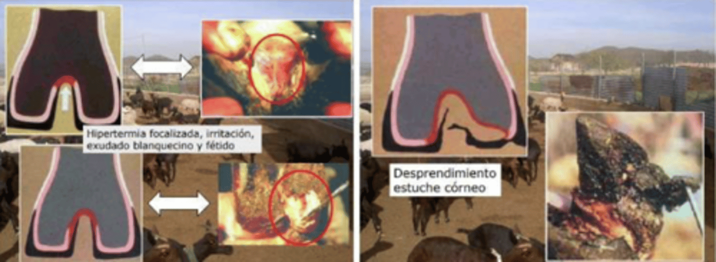 <p>infección podal:</p><p>- dolor, eritema, enrojecimiento</p><p>- desprendimiento del estuche córneo → grietas</p><p>- tumefacción de la piel del espacio interdigital</p>