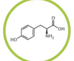 <p>tyrosine (tyr, y)</p>