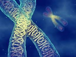 <p>-Condensed DNA during cell division </p>