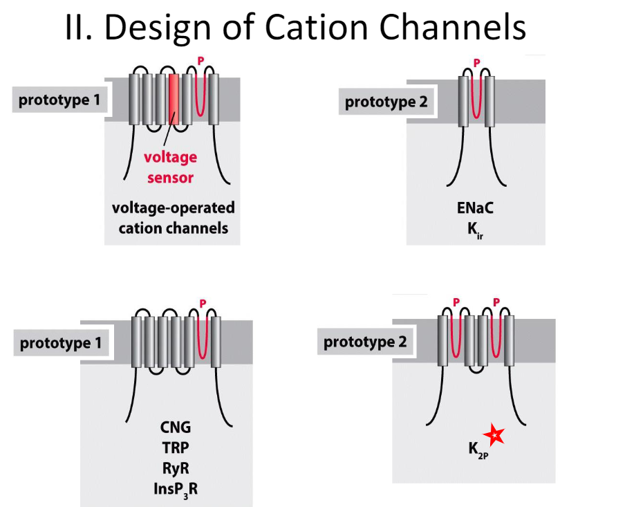 <p>prototype 1: one subunit, 6 transmembrane domains, voltage sensor capabilities, one P loop</p><p>prototype 2: one subunit, 2 transmembrane domains, 1 or 2 P loops</p>