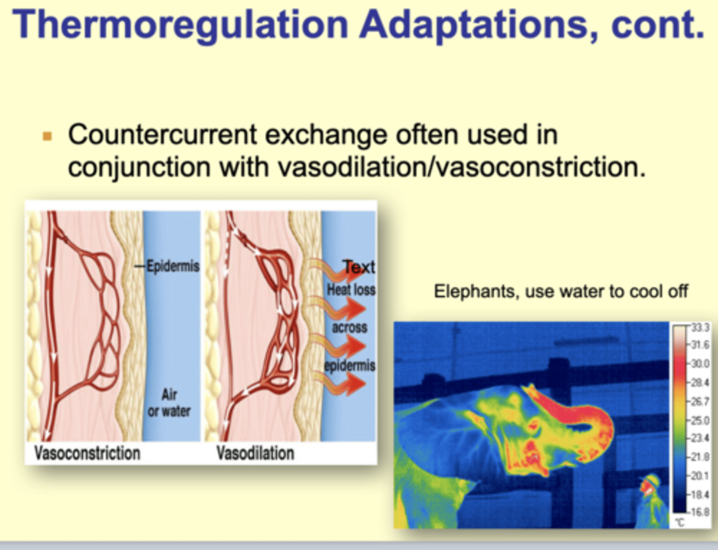 <p>with vasodilation/vasoconstriction.</p>