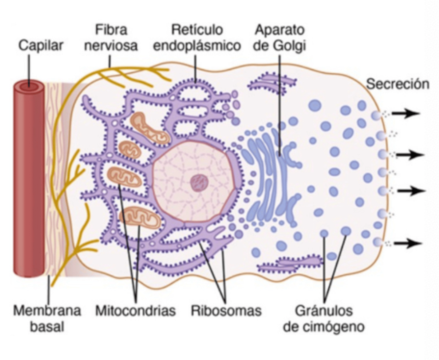 <p>Through the basal membrane from capillaries</p>