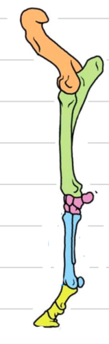 the carpals are in which color?