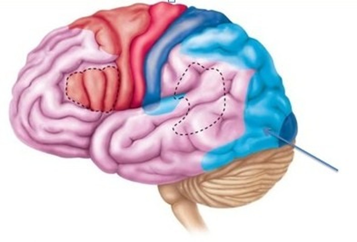 <p>-Surrounds primary visual cortex</p><p>-Uses past visual experiences to interpret visual stimuli (e.g., color, form, and movement)</p><p>E.g., ability to recognize faces</p><p>-Complex processing involves entire posterior half of cerebral hemispheres</p>