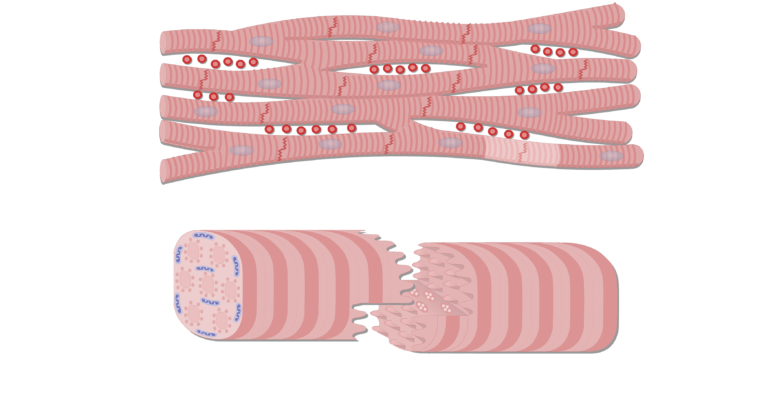 <p>attachment sites between cardiac muscle cell network</p>