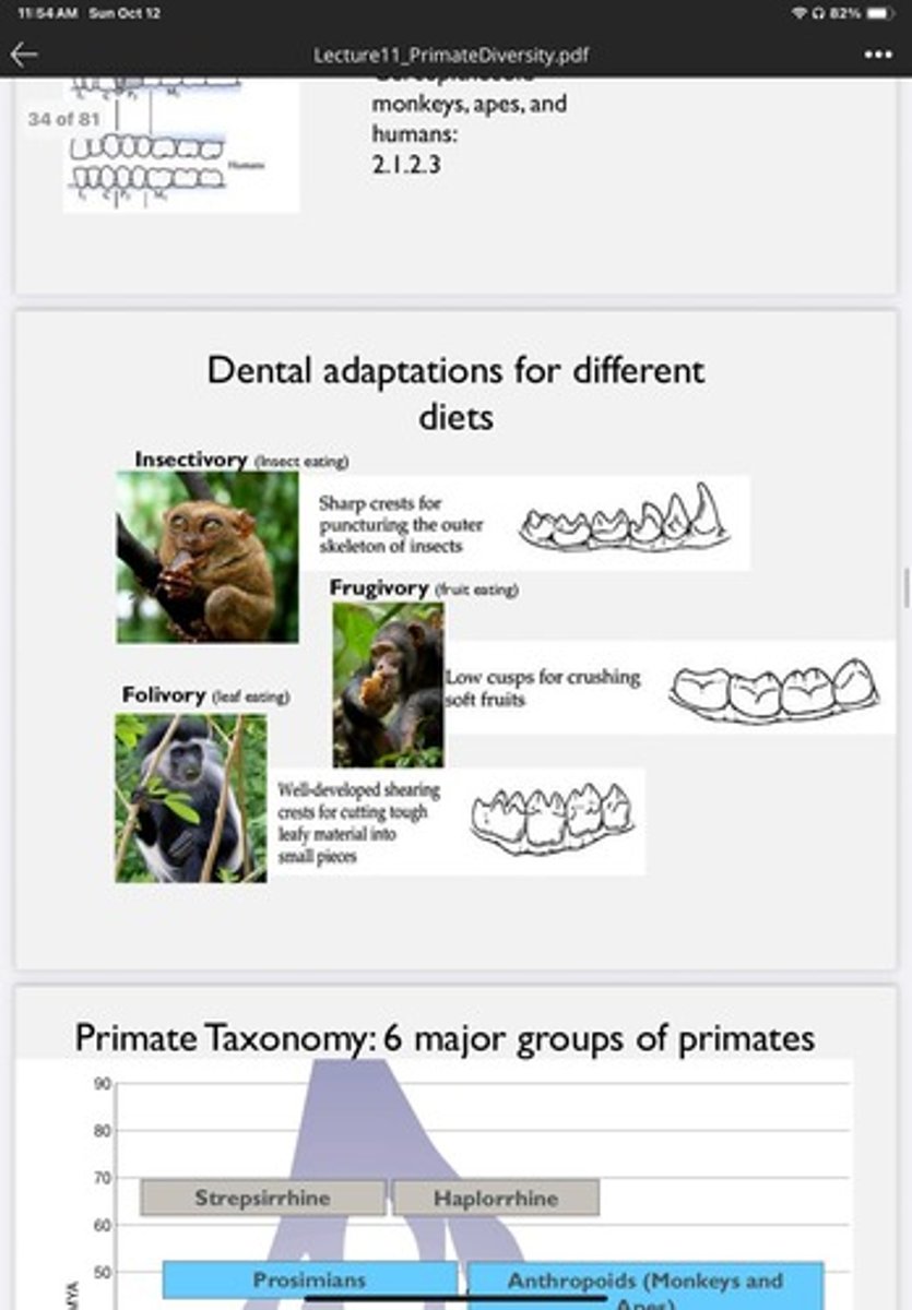 <p>Primates have specialized teeth for processing various foods, such as sharp crests for insectivory and low cusps for frugivory.</p>