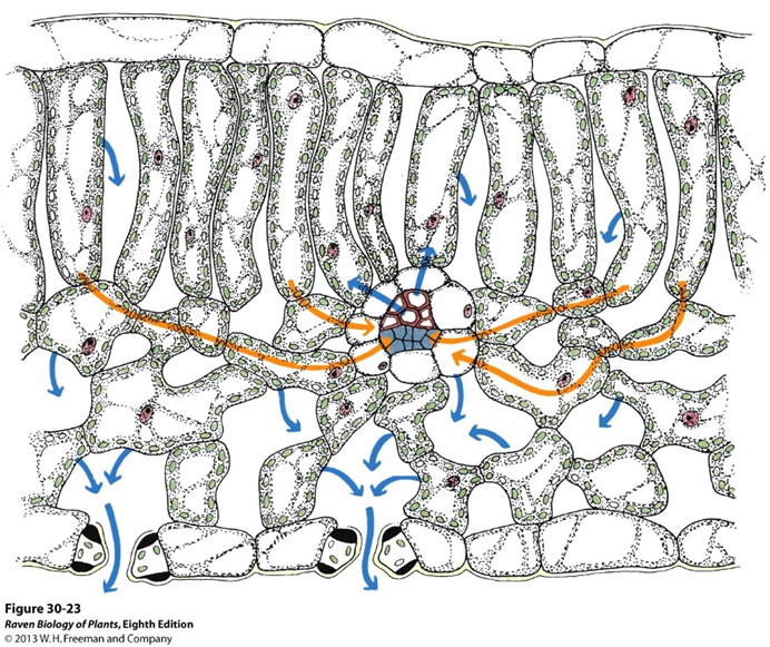 <p>movement through the phloem</p><ul><li><p>“source-to-sink” movement</p></li></ul><p></p>