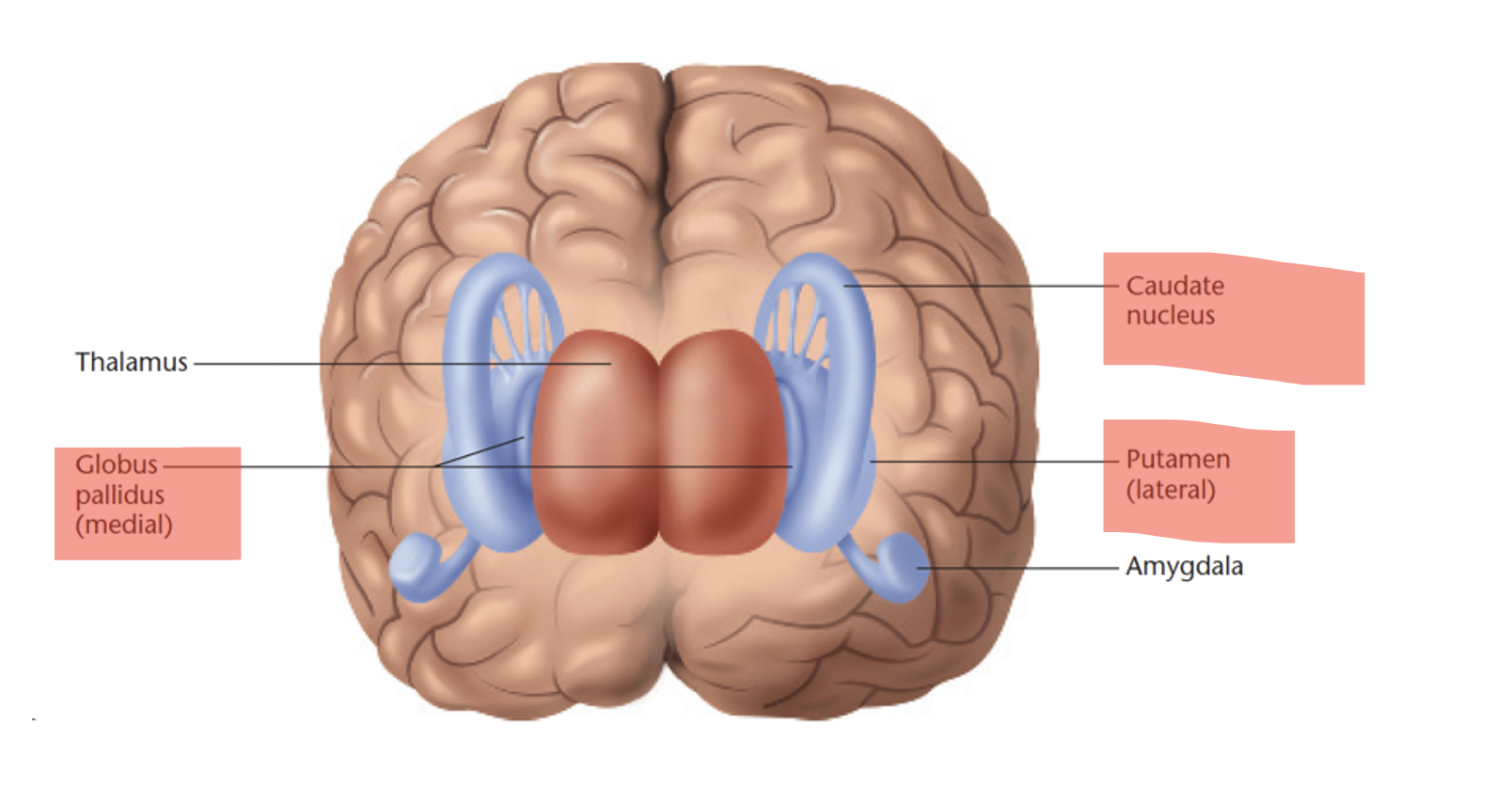 <p><span style="font-family: &quot;Aptos Narrow&quot;, sans-serif">A group of subcortical structures lateral to the thalamus, including:</span></p><p class="MsoListParagraphCxSpMiddle">-<span style="font-size: 7pt; font-family: &quot;Times New Roman&quot;">&nbsp;&nbsp;&nbsp;&nbsp;&nbsp;&nbsp;&nbsp;&nbsp;&nbsp;&nbsp;&nbsp;&nbsp;&nbsp;&nbsp; </span><span style="font-family: &quot;Aptos Narrow&quot;, sans-serif">Caudate nucleus</span></p><p class="MsoListParagraphCxSpMiddle">-<span style="font-size: 7pt; font-family: &quot;Times New Roman&quot;">&nbsp;&nbsp;&nbsp;&nbsp;&nbsp;&nbsp;&nbsp;&nbsp;&nbsp;&nbsp;&nbsp;&nbsp;&nbsp;&nbsp; </span><span style="font-family: &quot;Aptos Narrow&quot;, sans-serif">Putamen</span></p><p class="MsoListParagraphCxSpLast">-<span style="font-size: 7pt; font-family: &quot;Times New Roman&quot;">&nbsp;&nbsp;&nbsp;&nbsp;&nbsp;&nbsp;&nbsp;&nbsp;&nbsp;&nbsp;&nbsp;&nbsp;&nbsp;&nbsp; </span><span style="font-family: &quot;Aptos Narrow&quot;, sans-serif">Globus pallidus</span></p><ul><li><p>Associated with movement, motivation/emotional vigour - CPG</p></li></ul><p></p>