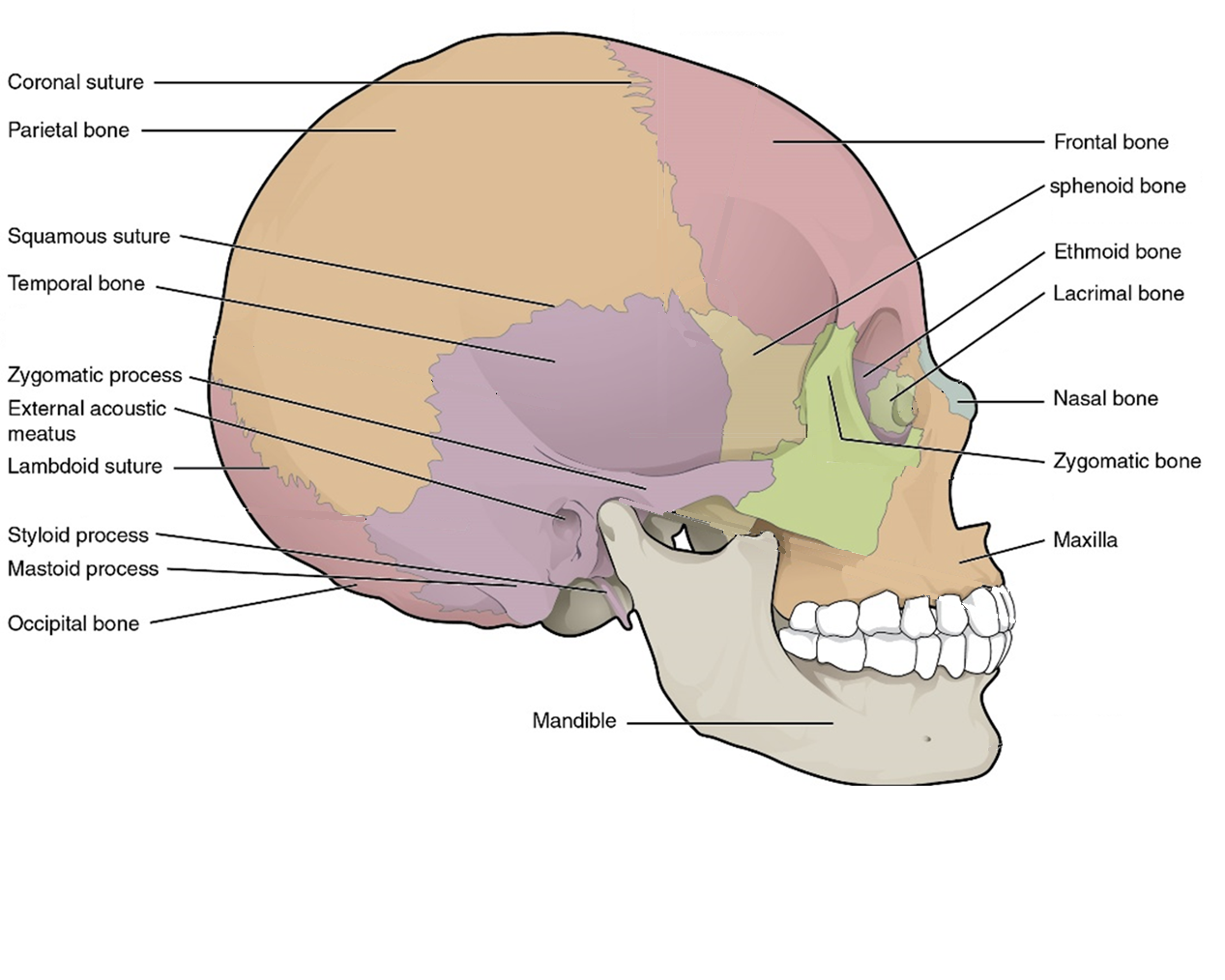 <ul><li><p>Sagittal suture: joints the left and right parietal bones</p></li><li><p>Coronal suture: joins the frontal bone to the left and right parietal bones</p></li><li><p>Lambdoid suture: joins the occipital bone to the left and right parietal and temporal bones</p></li><li><p>Squamous suture: joins each temporal bone to the parietal and occipital bones</p></li></ul><p></p>