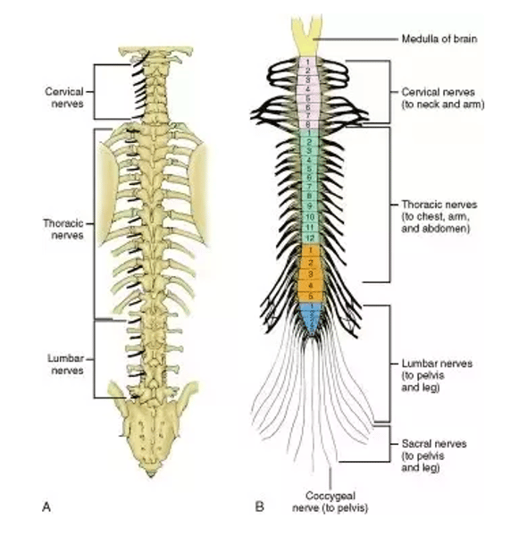 <p>Number of pairs of spinal nerves in the human body</p>