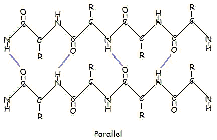 <ul><li><p>alpha helix- H bonds run parallel to helix axis. alpha carbon backbone winds around an axis so that each carbonyl O atom is H bonded to each amino N of the amino acid located 4 residues closer to C terminus</p></li><li><p>The standard <strong>alpha helix</strong><span><span> has approximately </span></span><strong>3.6 amino acid residues per complete turn</strong></p></li><li><p>beta sheets- H bonds run perpendicular to chain direction</p></li><li><p>parallel and antiparallel</p></li><li><p></p></li></ul><p></p>