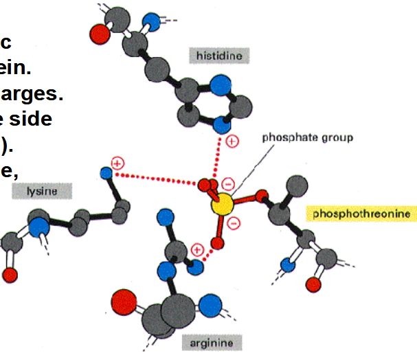 <p>1. Causes allosteric changes in protein.</p><p>2. Two negative charges.</p><p>3. Attracts positive side chains (Lys, Arg). </p><p>4. Occurs on Serine, threonine, and tyrosine.</p>