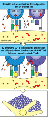 <p>Dendritic cell presents virus-derived peptides to CD4 effector cells</p><p>IL-2 from the CD4 T cell drives the proliferation <span style="background-color: transparent; font-size: 1.6rem;"><span>and differentiation of the virus-specific CD8 T cell t</span></span>o form a clone of cytotoxic T cells</p>