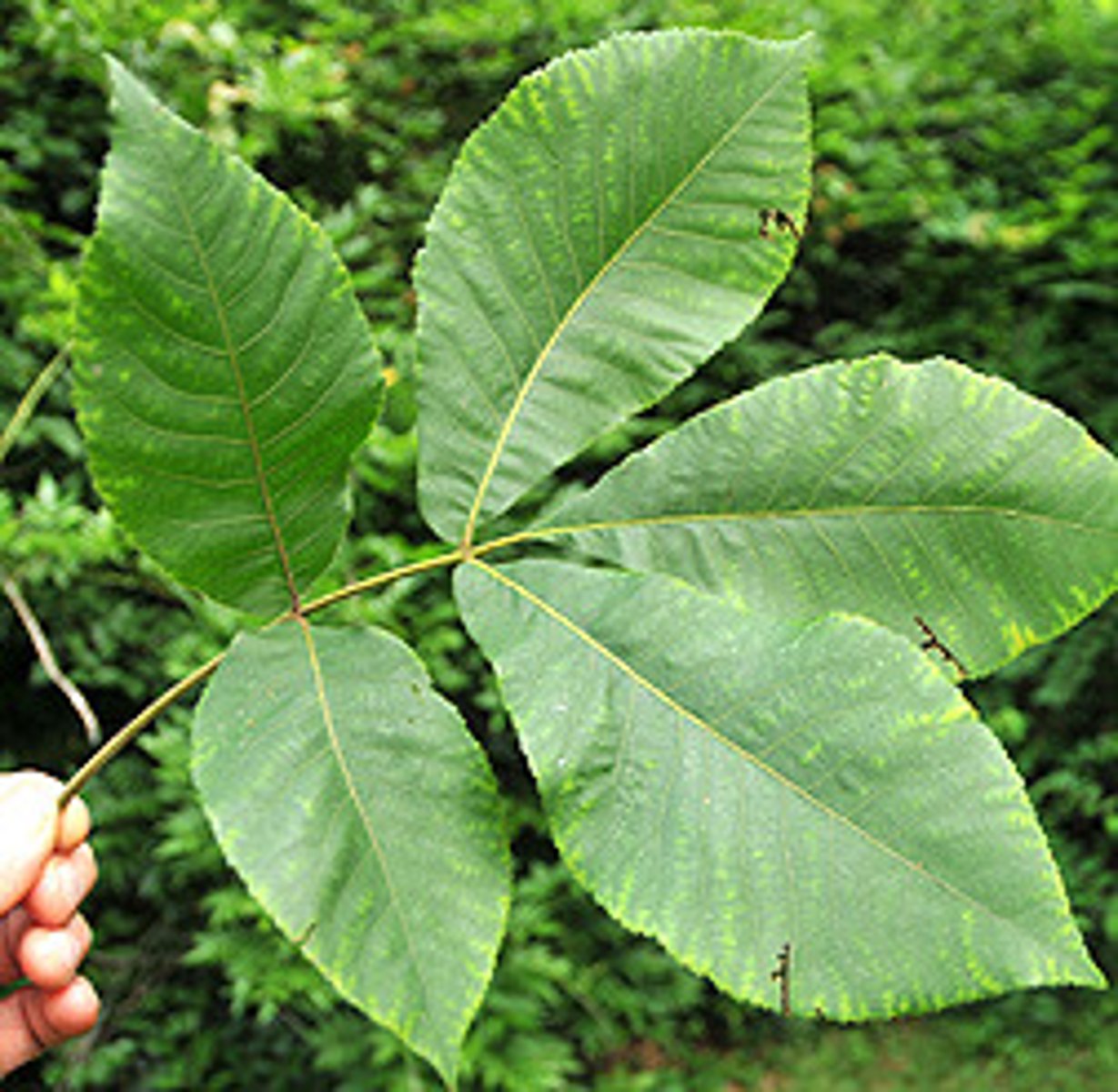 <p>Carya ovata Juglandaceae</p>