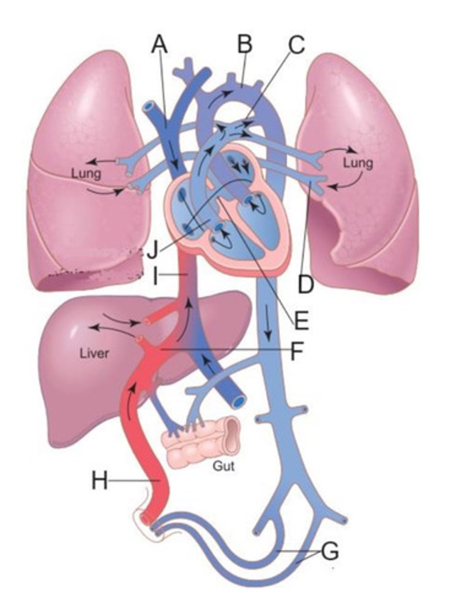 <p>D</p>
