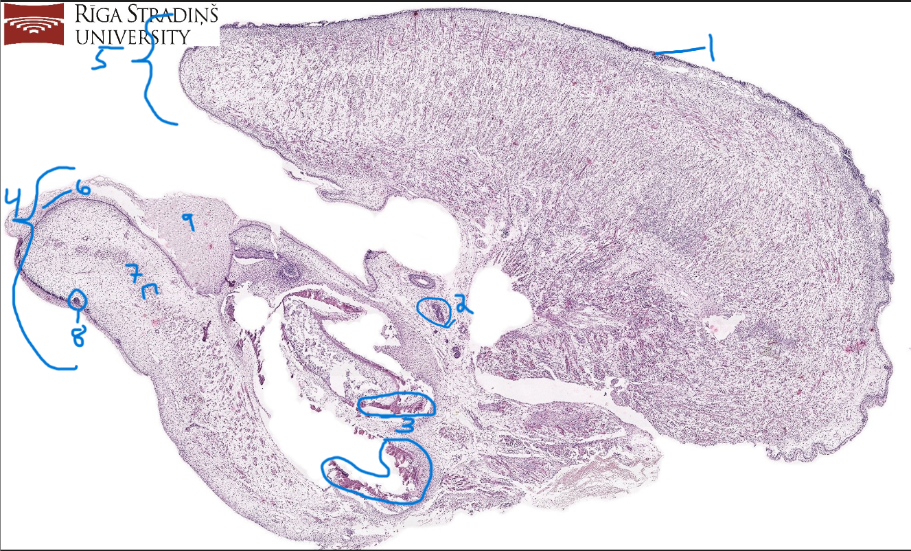 <p>name of slide</p>