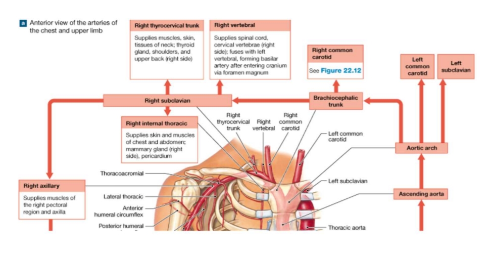 <p>Ascending Aorta Pathway</p>
