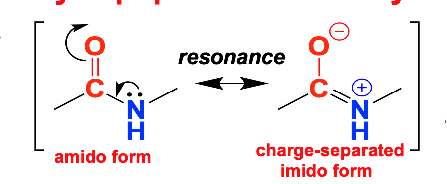 C-N bond has 40% double-bond character

resonance explains shorter bond-length

C=O and N-H atoms within peptide bond are approximately coplanar (very important)