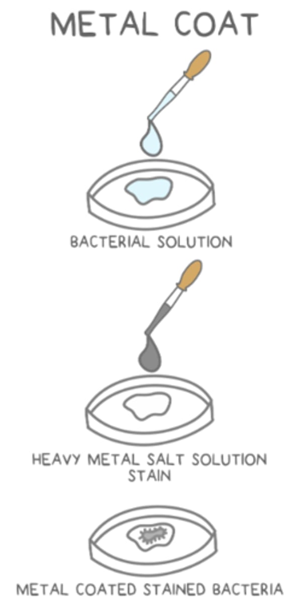 <p>vacuum<br><br>(the vacuum prevents electrons from deviating in path)</p>