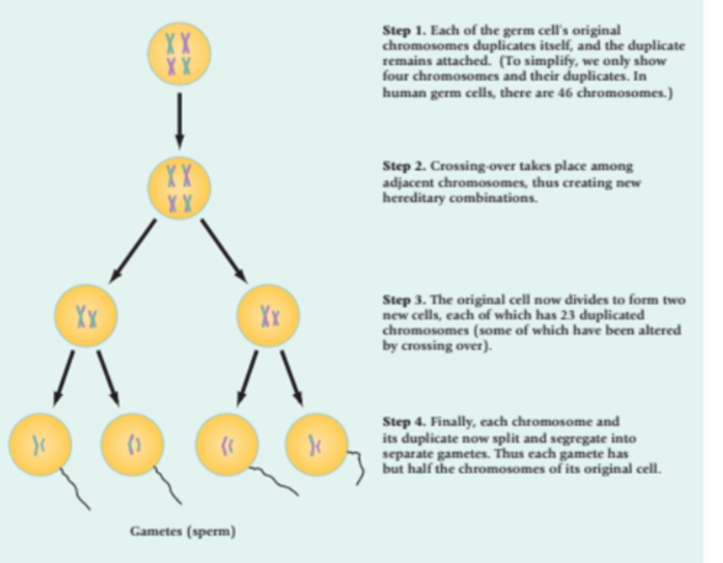 <p>reproductive cells, sperm cells and egg cells</p><p>produced in meiosis</p>