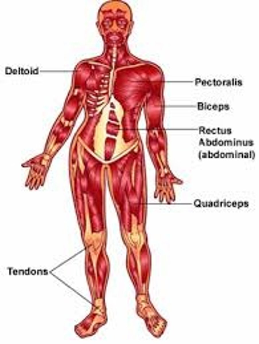 <p>skeletal, cardiac, &amp; smooth muscle (function - movement)</p>
