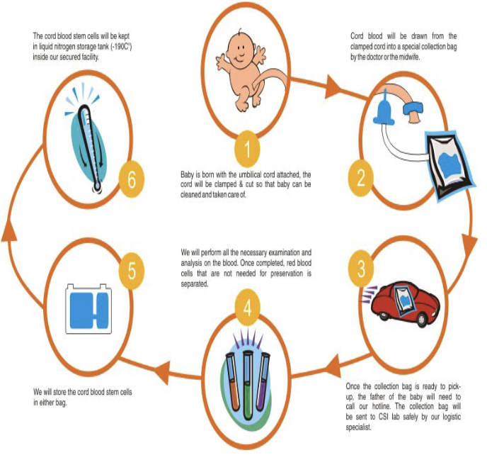 <ul><li><p><strong>“Blood Replacement and Stem Cell Therapy"</strong></p></li><li><p>contains <strong>Hematopoietic Stem Cells</strong> and <strong>Mesenchymal Stem Cells</strong>, which can be used for blood replacement and regenerative therapies</p></li></ul><p></p>