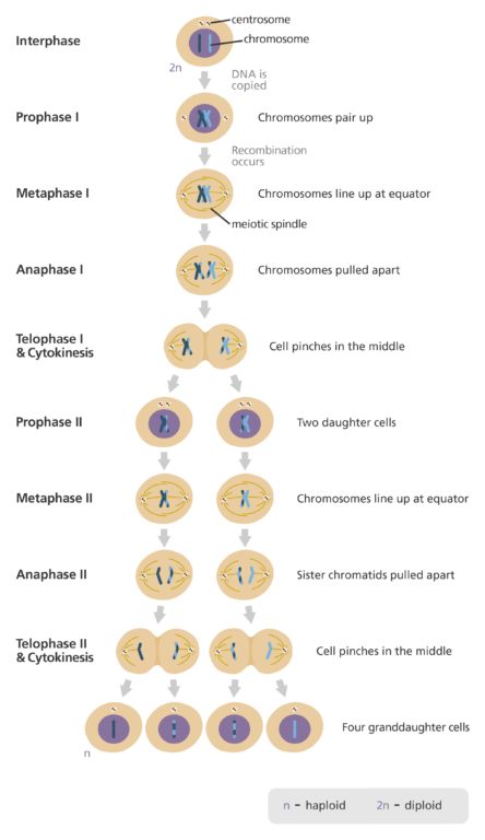 <p>PMAT occurs again, but with sister chromatids now</p><p>@ end of Meiosis 1, cell are haploid</p><p>@ end of Meiosis 2, cells are diploid</p>
