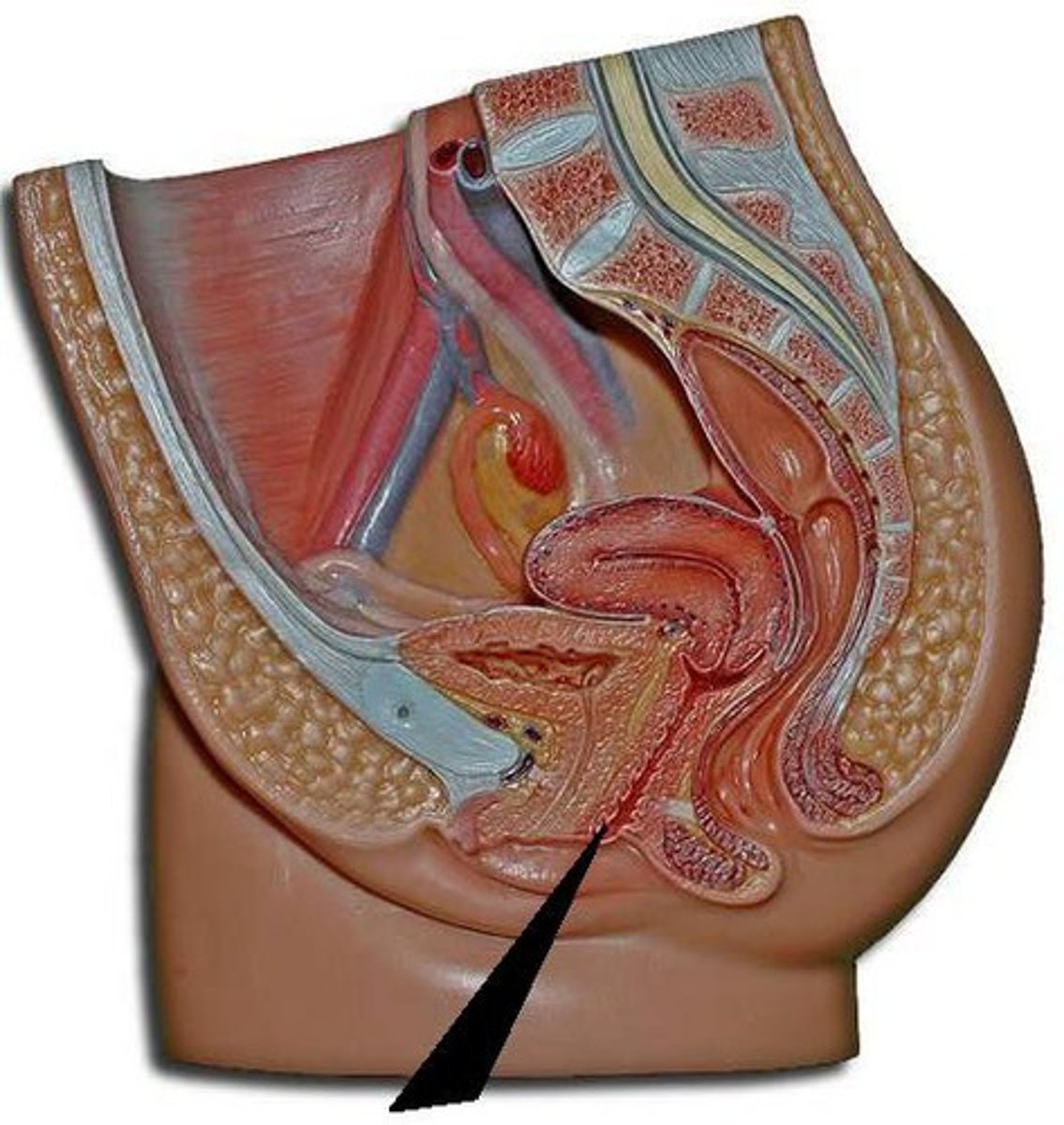 <p><strong>muscular, flexible tube</strong> inside the female body.</p>