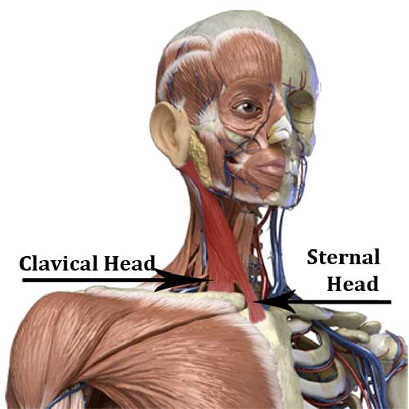 <p>Origin<br>• sternal head: anterior surface of the manubrium of the sternum<br>• clavicular head: medial third of the clavicle</p><p>Insertion<br>• mastoid process of the temporal bone</p>