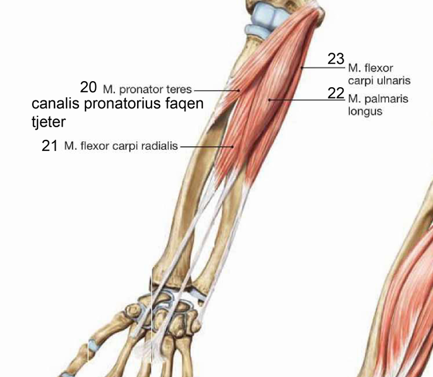 <p>ngjitja proksimale ne epicondylus medialis humerii</p><p>i vetmi muskul qe kalon para retinaculum musculorum flexorum</p><p>ngjitja distale ne aponeurosis palmaris </p><p>inervimi: n.medianus</p><p>veprimi: fleksor i shuplakes dhe perforcon aponeurosis palmaris</p><p>tetive te pershtatshem per transplantim sepse e gjate dhe siperfaqesore</p>